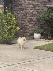 Found/Stray Unknown Dog last seen Rancho Verde comunity, Houston, TX 77049