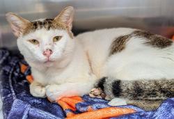Shelter Stray Male Cat last seen Near BLOCK NW 59 WY, SUNRISE FL 33313, 2400 SW 42nd St, Fort Lauderdale, FL 33312, USA