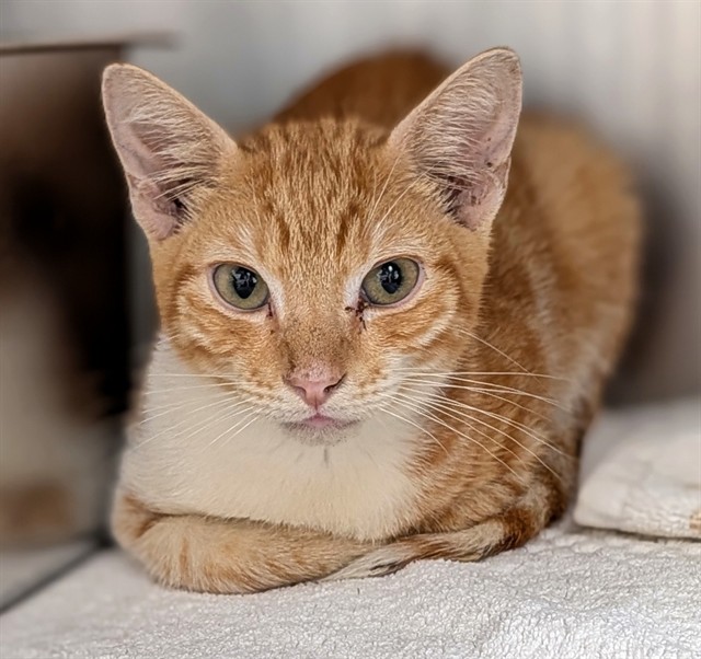 Shelter Stray Unknown Cat last seen Near BLOCK NW 59 WY, SUNRISE FL 33313, 2400 SW 42nd St, Fort Lauderdale, FL 33312, USA