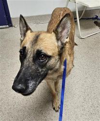 Shelter Stray Female Dog last seen Near BLOCK SIERRA HWY, MOJAVE CA 93501, 3951 Fruitvale Ave, Bakersfield, CA 93308, USA