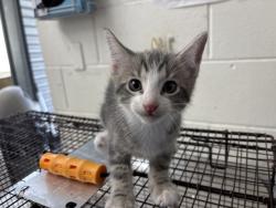 Shelter Stray Male Cat last seen WATERMAN APARTMENTS, 333 Chandler Pl, San Bernardino, CA 92408, USA