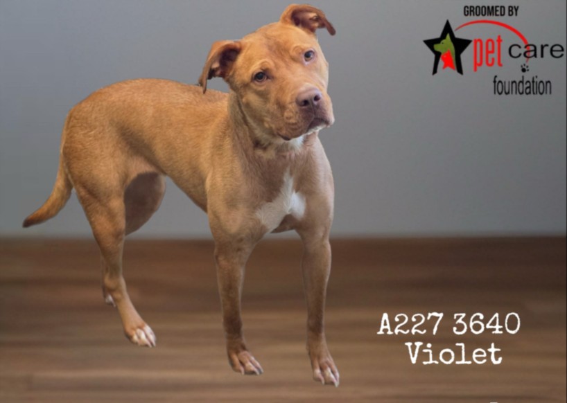 Shelter Stray Female Dog last seen , 1850 W 60th St, Los Angeles, CA 90047, USA