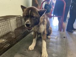 Shelter Stray Male Dog last seen , 1850 W 60th St, Los Angeles, CA 90047, USA