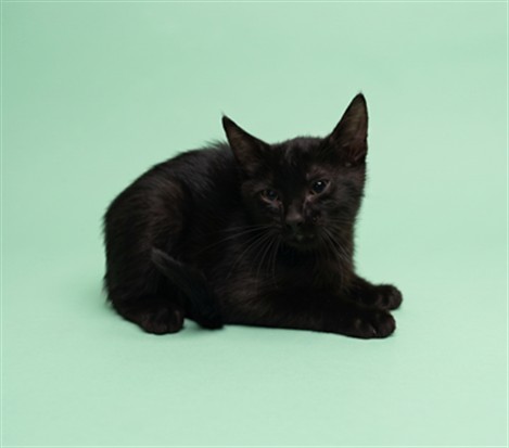 Shelter Stray Male Cat last seen , 1850 W 60th St, Los Angeles, CA 90047, USA