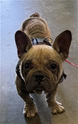 Shelter Stray Male Dog last seen , 1850 W 60th St, Los Angeles, CA 90047, USA