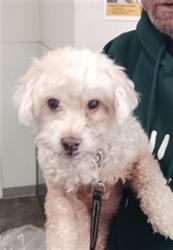 Shelter Stray Male Dog last seen , 1850 W 60th St, Los Angeles, CA 90047, USA
