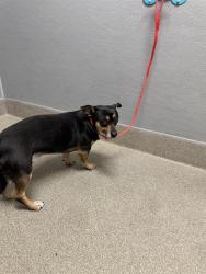 Shelter Stray Male Dog last seen Near BLOCK N HOLLYWOOD BLVD, LAS VEGAS NV 89110, 655 N Mojave Rd, Las Vegas, NV 89101, USA