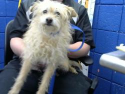 Shelter Stray Female Dog last seen 5TH AND BELL, 8920 Lomas Blvd NE, Albuquerque, NM 87112, USA