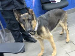 Shelter Stray Female Dog last seen Near BLOCK CHELWOOD PARK BLVD NE, 8920 Lomas Blvd NE, Albuquerque, NM 87112, USA