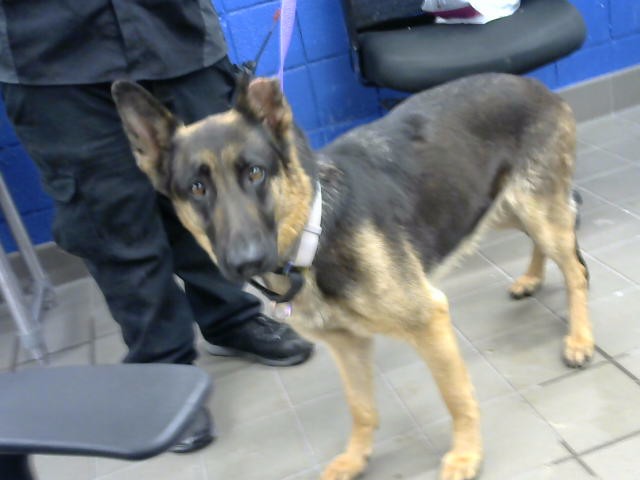 Shelter Stray Female Dog last seen Near BLOCK CHELWOOD PARK BLVD NE, 8920 Lomas Blvd NE, Albuquerque, NM 87112, USA