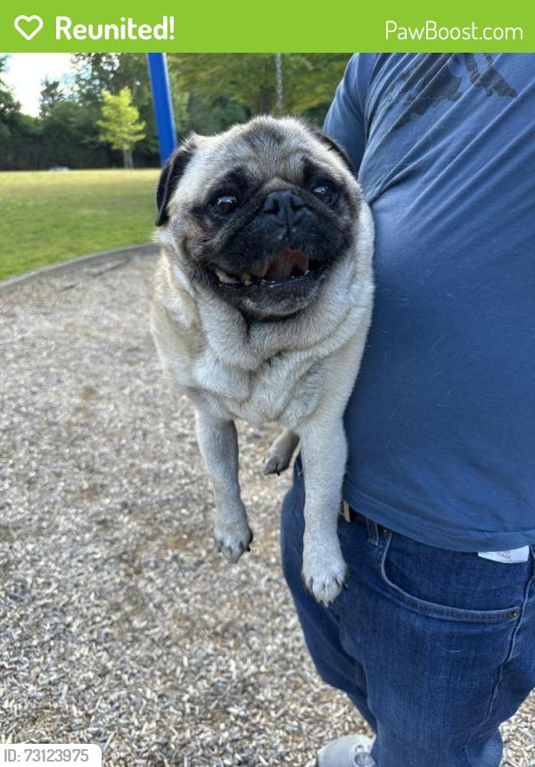 Reunited Male Dog last seen By lattawood park in bellevue, Bellevue, WA 98006