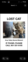Lost Male Cat last seen Hillcrest Pl & poplar Rd, Oceanside, CA 92058
