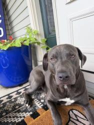 Found/Stray Female Dog last seen Near, Canton, OH 44707