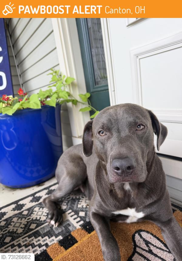 Found/Stray Female Dog last seen Near, Canton, OH 44707