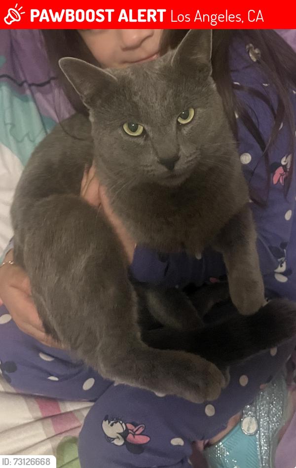 Lost Male Cat last seen Adams and La salle ave, Los Angeles, CA 90018