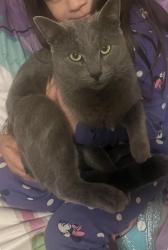 Lost Male Cat last seen Adams and La salle ave, Los Angeles, CA 90018