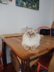 Reunited Female Cat last seen Creighton St, Boston, MA 02130