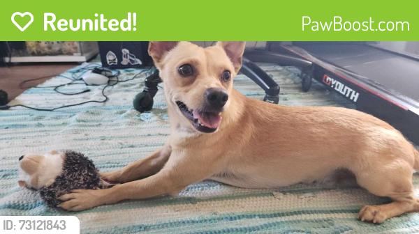 Reunited Male Dog last seen Vanowen St and Whitsett Ave, Los Angeles, CA 91606