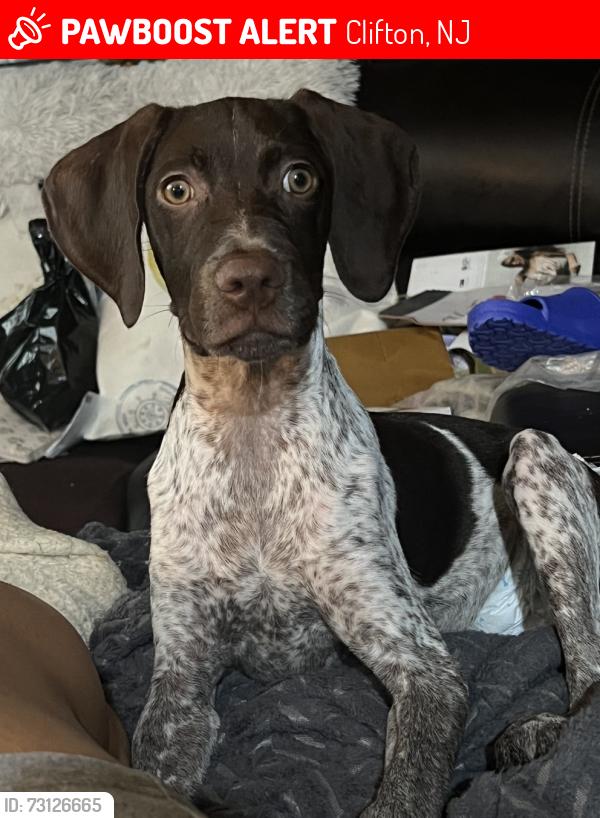 Lost Female Dog last seen Valley road and Dumont , Clifton, NJ 07013