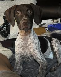 Lost Female Dog last seen Valley road and Dumont , Clifton, NJ 07013