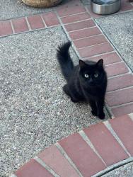 Found/Stray Female Cat last seen Niles Alvarado Blvd. & Osprey, Union City, CA 94587