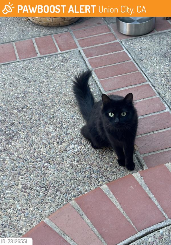 Found/Stray Female Cat last seen Niles Alvarado Blvd. & Osprey, Union City, CA 94587