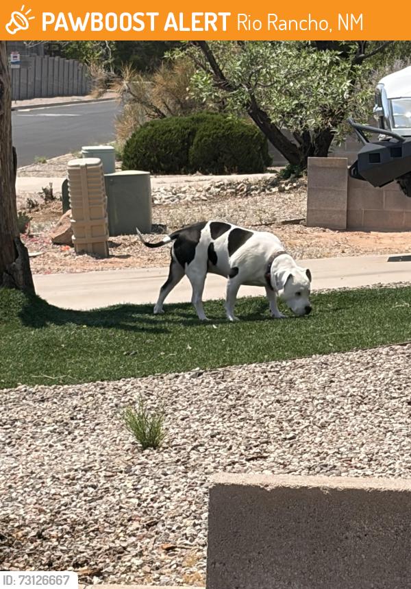 Found/Stray Male Dog last seen Enchanted Hills Blvd & Safelight, Rio Rancho, NM 87144