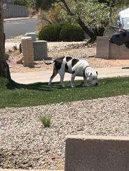 Found/Stray Male Dog last seen Enchanted Hills Blvd & Safelight, Rio Rancho, NM 87144