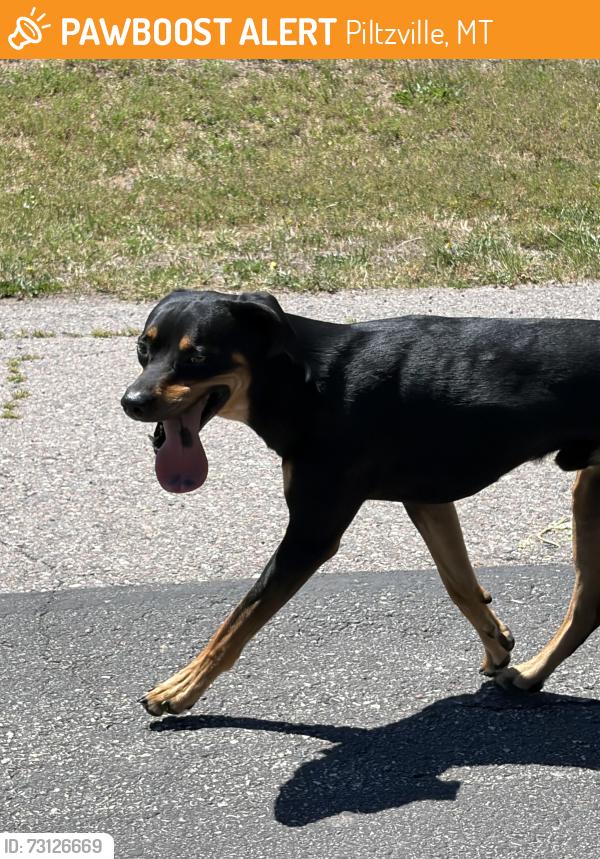 Found/Stray Male Dog last seen Hwy 210 & Rustic Road Piltzville, Piltzville, MT 59802