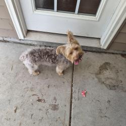 Reunited Male Dog last seen Executive dr and Docs Rd, Lillington, NC 27546