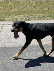 Found/Stray Male Dog last seen Hwy 210 & Rustic Road Piltzville, Piltzville, MT 59802