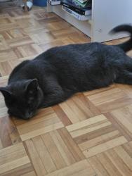 Reunited Female Cat last seen rue de Champlain & rue la Fontaine, Montréal, QC H2L 1V1