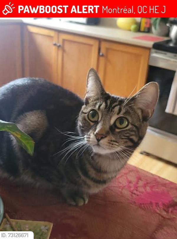 Lost Female Cat last seen Near papineau, l-o david, everett, Montréal, QC H2E 2J5