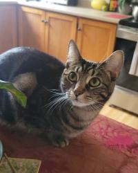 Lost Female Cat last seen Near papineau, l-o david, everett, Montréal, QC H2E 2J5