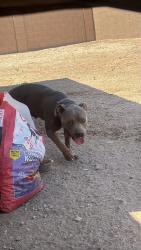 Reunited Male Dog last seen Near E Mahoney Ave, Buckeye, AZ 85326, USA, Buckeye, AZ 85326