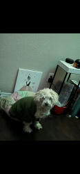 Reunited Female Dog last seen Pebble Hills, El Paso, TX 79938
