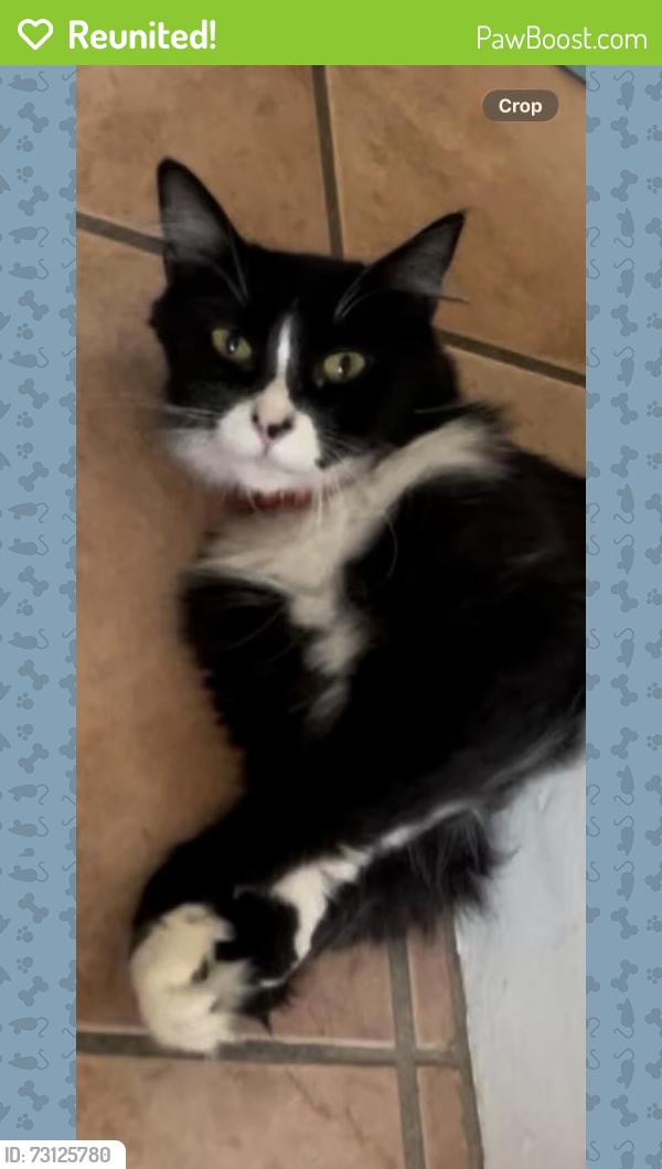 Reunited Female Cat last seen Near N Valencia St, Alhambra, CA 91801, USA, Alhambra, CA 91801
