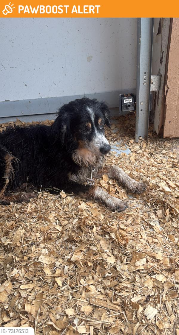 Found/Stray Male Dog last seen Near, Montgomery County, TX 77356