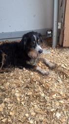Found/Stray Male Dog last seen Near, Montgomery County, TX 77356
