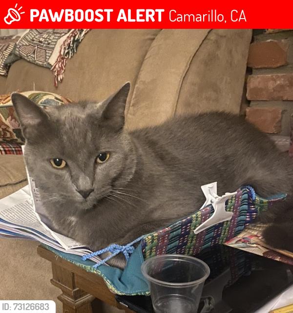 Lost Male Cat last seen Coe & Nordman, Camarillo, CA 93010