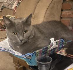Lost Male Cat last seen Coe & Nordman, Camarillo, CA 93010