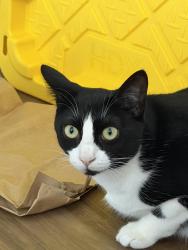 Lost Female Cat last seen Target, Eureka, CA 95501