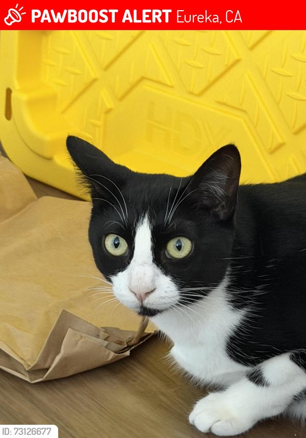Lost Female Cat last seen Target, Eureka, CA 95501