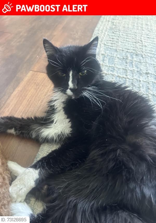 Lost Male Cat last seen Newtown St Rd, Newtown Square, PA 19073