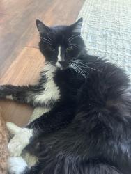 Lost Male Cat last seen Newtown St Rd, Newtown Square, PA 19073