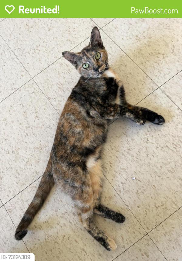 Reunited Female Cat last seen Near Est and Broadway, Chula Vista, CA 91910