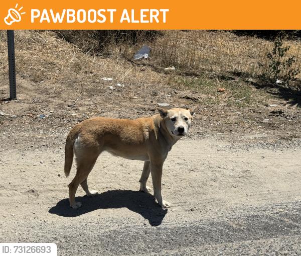 Found/Stray Unknown Dog last seen Coffee and Patterson Road Modesto CA, Stanislaus County, CA 95357