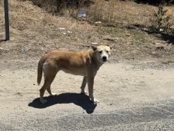 Found/Stray Unknown Dog last seen Coffee and Patterson Road Modesto CA, Stanislaus County, CA 95357