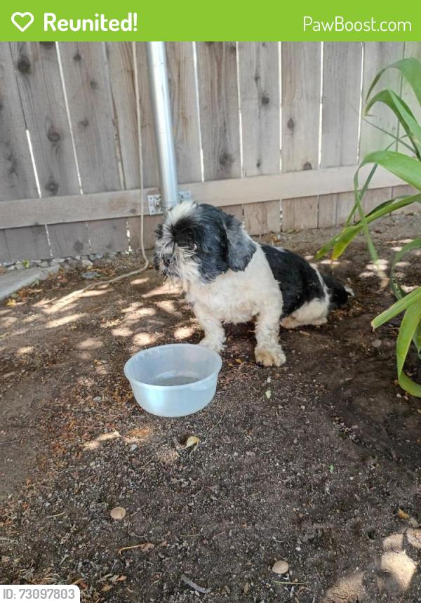 Reunited Unknown Dog last seen Middleton and Hollister, Phelan, CA 92371