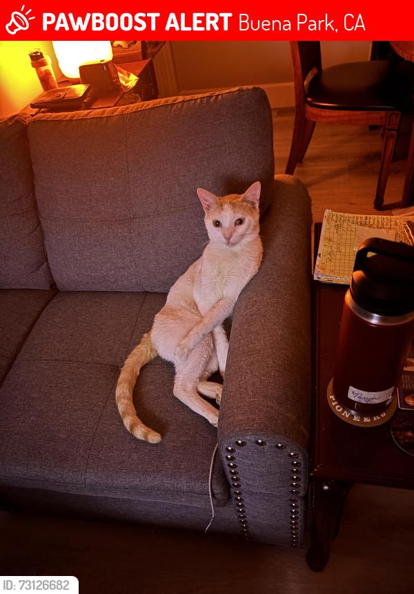 Lost Male Cat last seen Crescent and holder st, Buena Park, CA 90620
